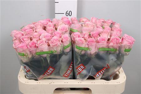 Rosa grootbloemig Jessika