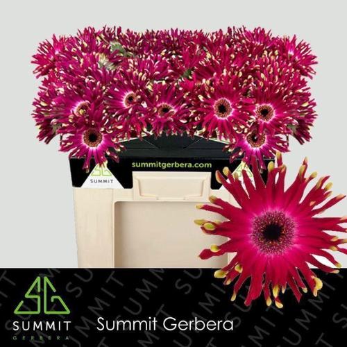 Gerbera grootbloemig krulvormig Pastini Vicenza
