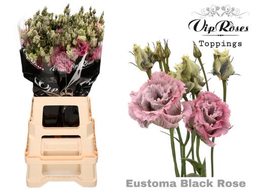 Eustoma russellianum gevuldbloemig kleurbehandeld H%