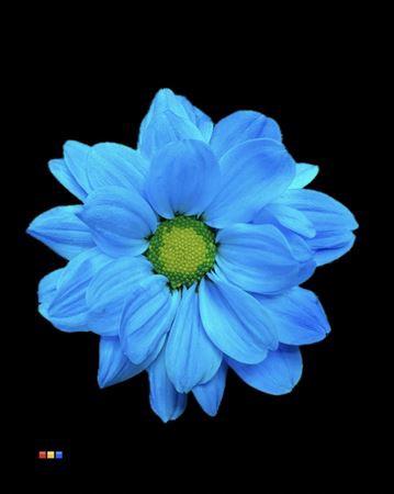 Chrysanthemum Indicum Grp tros kas kleurbehandeld H%