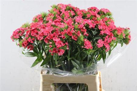 Dianthus barbatus 'Sweet Will Coral'
