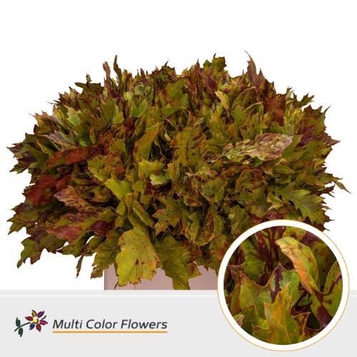 Quercus rubra kleurbehandeld H%