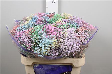 Gypsophila overig kleurbehandeld H%