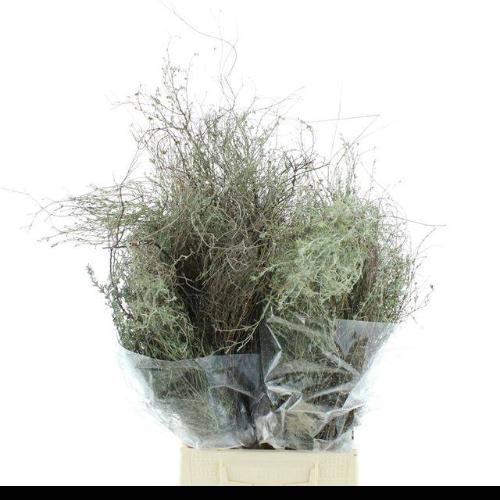 Snijbloemen overig