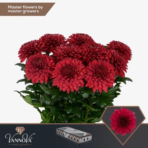 Chrysanthemum (Indicum Grp) geplozen Lamira Red
