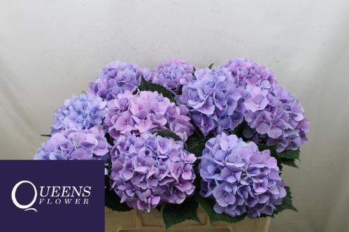 Hydrangea macrophylla Royal Benefit (paars)