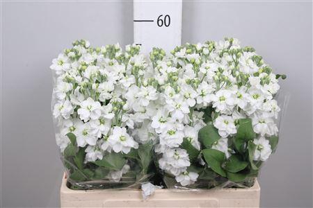 Matthiola incana Aida White