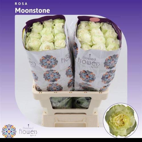 Rosa grootbloemig Moonstone