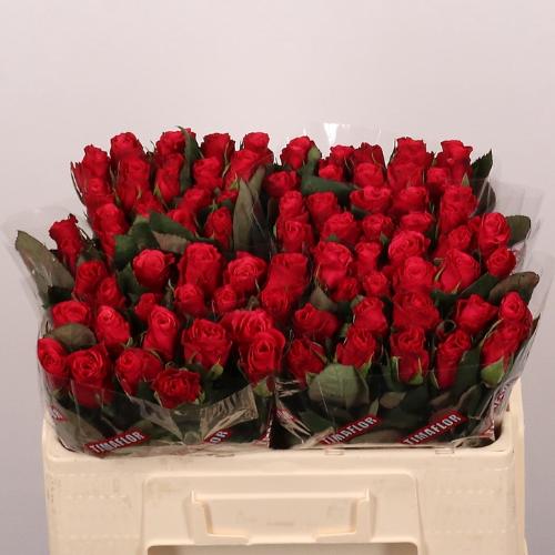 Rosa grootbloemig Tacazzi+