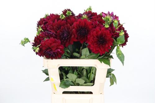 Dahlia 'Arabian Night'