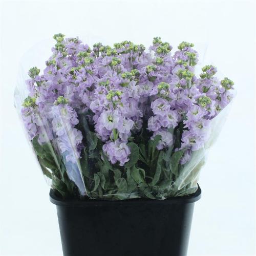 Matthiola incana 'Iron Marine'