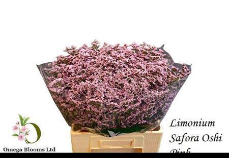 Limonium Safora Oshi Pink