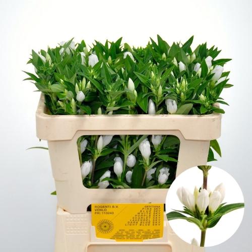 Gentiana White Sky