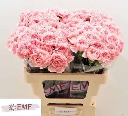 Dianthus standaard Pink Montezuma