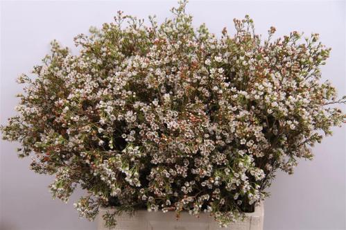Chamelaucium 'Blondie'
