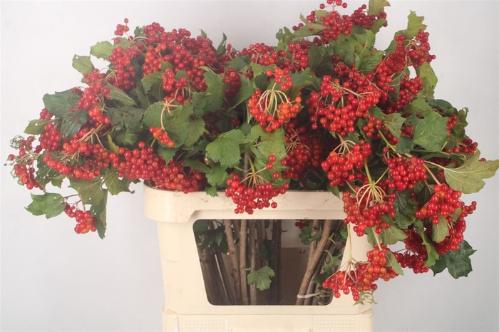 Viburnum per tak opulus 'Compactum'