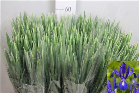 Iris (Hollandse Iris Grp) 'Blue Magic'