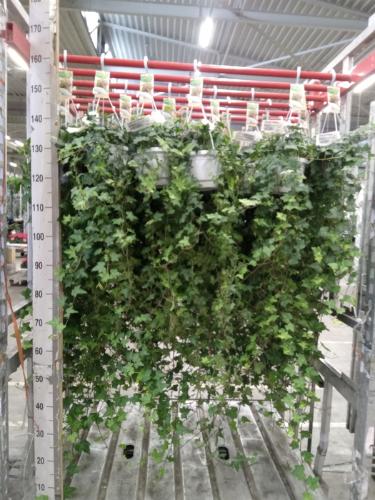 Hedera helix 'Pittsburgh'