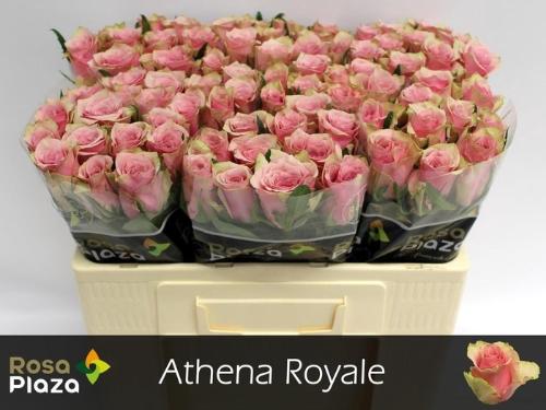 Rosa grootbloemig Athena Royale