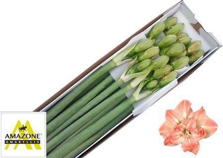 Hippeastrum Double Galaxy Grp Exotic Nymph