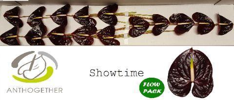Anthurium (Andreanum Grp) Showtime