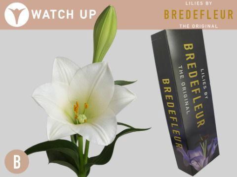 Lilium longiflorum 'Watch Up'