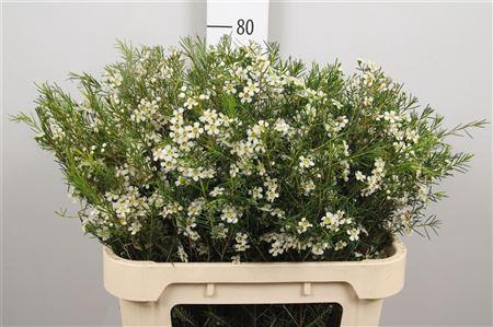 Chamelaucium uncinatum 'Ofir'