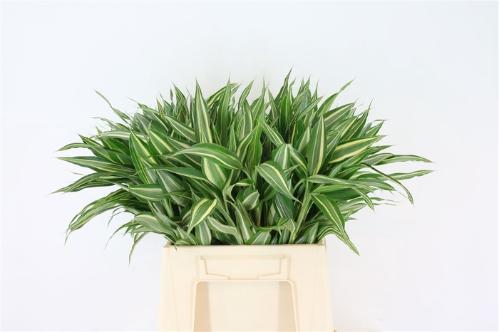 Dracaena sanderiana 'Victory'