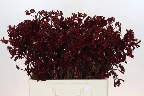 Anigozanthos flavidus 'Bush Ruby'