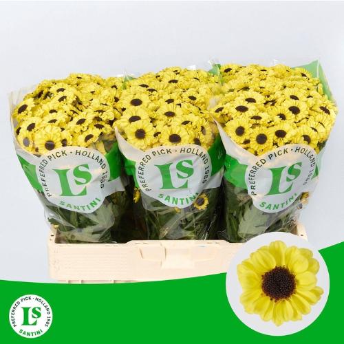 Chrysanthemum (Indicum Grp) tros santini Patrese Sunny