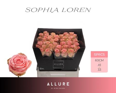 Rosa grootbloemig Sophia Loren