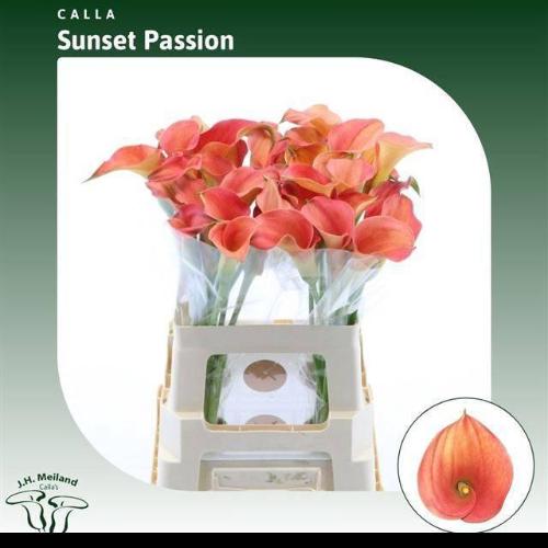 Zantedeschia 'Sunset Passion'
