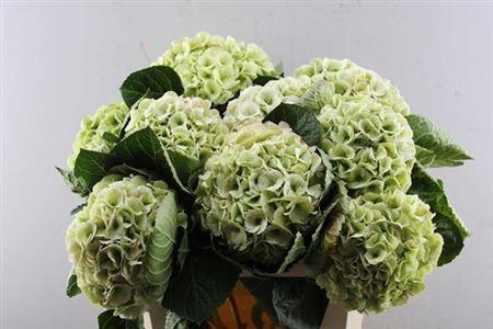 Hydrangea macrophylla My Beautiful Matcha (classic)