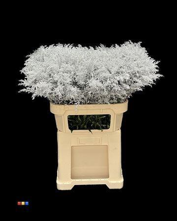 Solidago kleurbehandeld H%