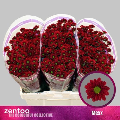 Chrysanthemum (Indicum Grp) tros santini Grp) Mexx