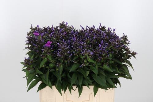 Phlox Paniculata Grp overig