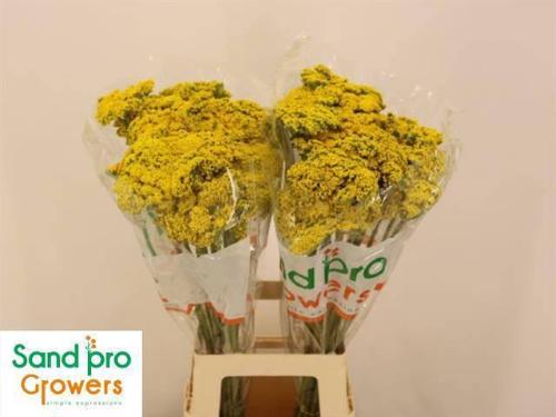 Achillea filipendulina 'Parkers Variety'