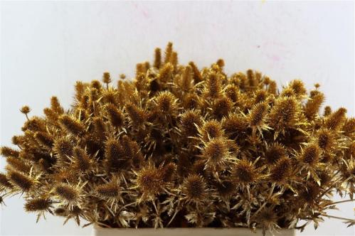 Eryngium alpinum kleurbehandeld H%