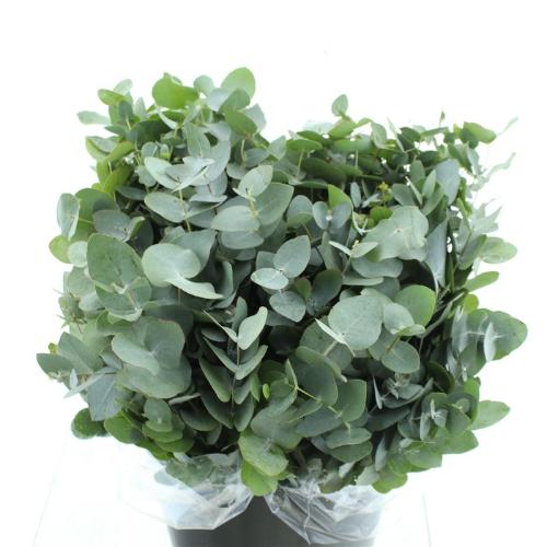 Eucalyptus per bos cinerea