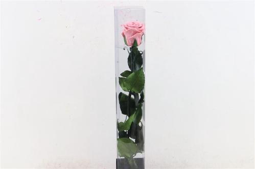 Rosa grootbloemig kleurbehandeld H%