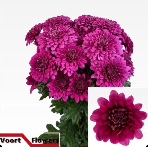 Chrysanthemum (Indicum Grp) tros Lamira