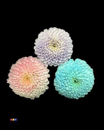 Chrysanthemum Indicum Grp tros santini kleurbehandeld H%