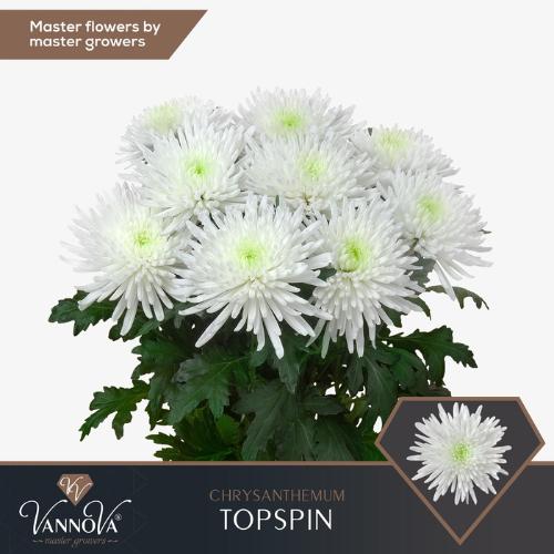 Chrysanthemum (Indicum Grp) geplozen Topspin