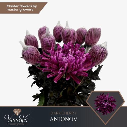 Chrysanthemum (Indicum Grp) geplozen Antonov kleurbehandeld H%