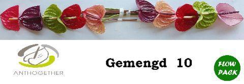 Anthurium Andreanum Grp gemengd