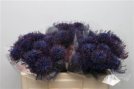 Leucospermum 'Naomi' kleurbehandeld H%