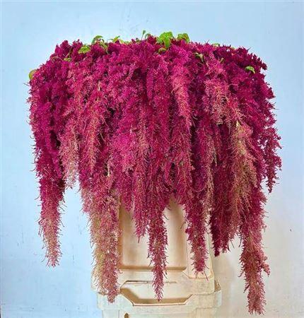 Amaranthus caudatus 'Red Spider'