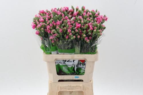 Dianthus tros overig