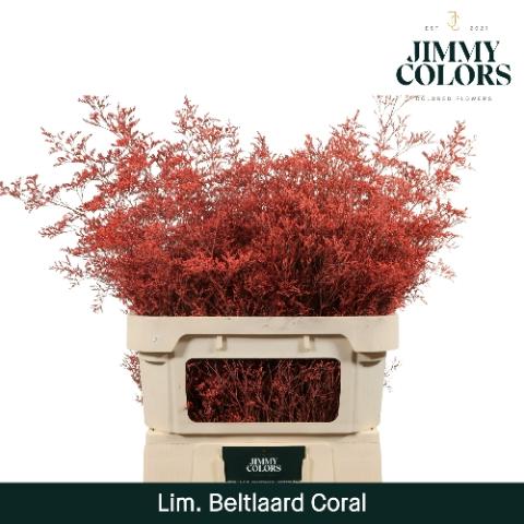 Limonium overig kleurbehandeld H%