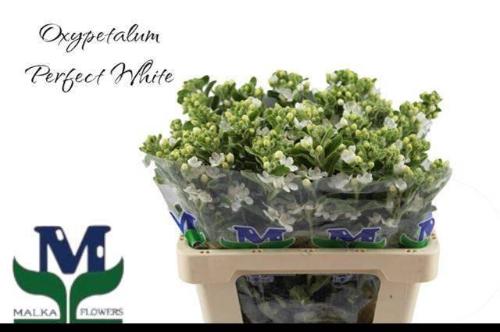 Oxypetalum coeruleum 'Perfect White Harmony'